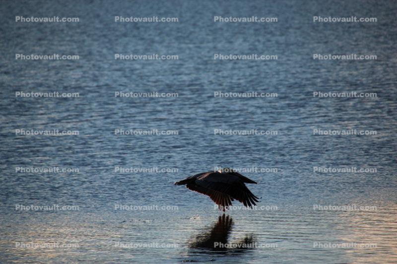 Brown Pelican, Presidio Lagoon
