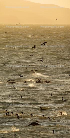 A large flock of Cormorants frolicking in Tomales Bay, Marin County