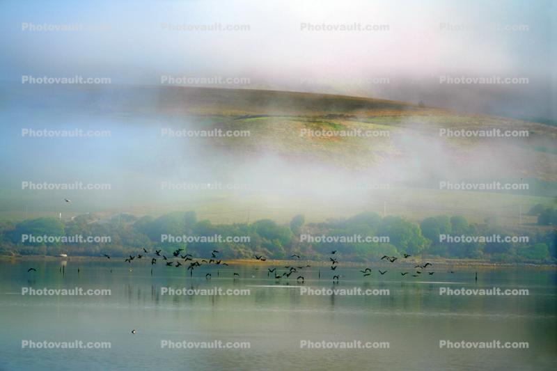 Flock of Pelicans Rises to Flight in the Misty Fog, Mystical, shore, Tomales Bay