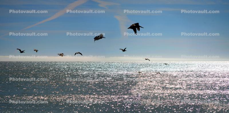 Brown Pelicans in Flight, Drakes Bay