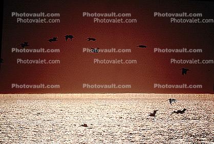Pelican, Malibu, California, Sunset, Sunclipse