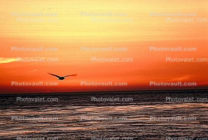 Pelican, Malibu, California, Sunset, Sunclipse