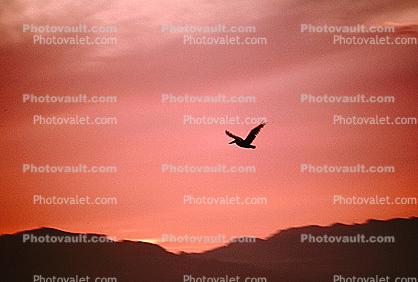 pelican, Malibu, California, Sunset, Sunclipse