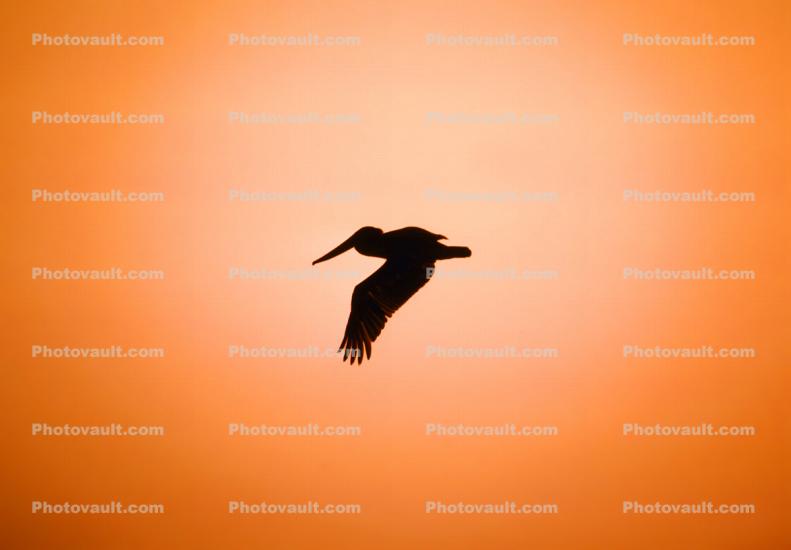 Brown Pelican in Flight, Pismo Beach, California