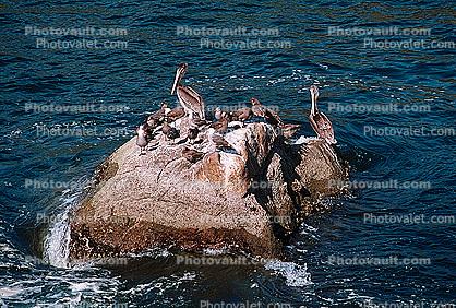 pelican, Puerto Vallarta