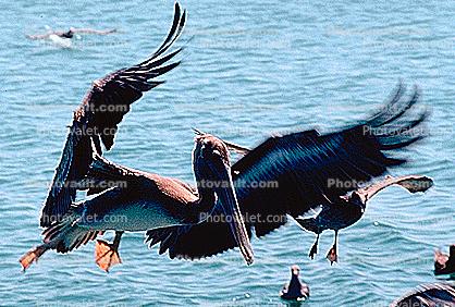 Pelicans, Tule Lake Wildlife Refuge, California