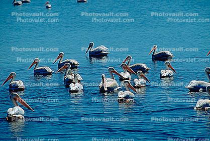 White Pelicans, Tule Lake Wildlife Refuge, California