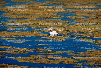 White Pelicans, Tule Lake Wildlife Refuge, California