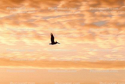 Pelican, Sunrise, Sunsight
