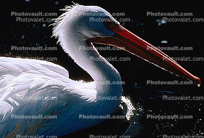 White Pelican