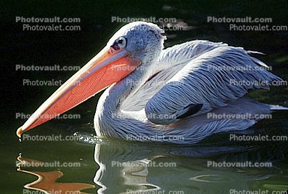 Southern White Pelican, (Pelecanus onocrotalus roseus)