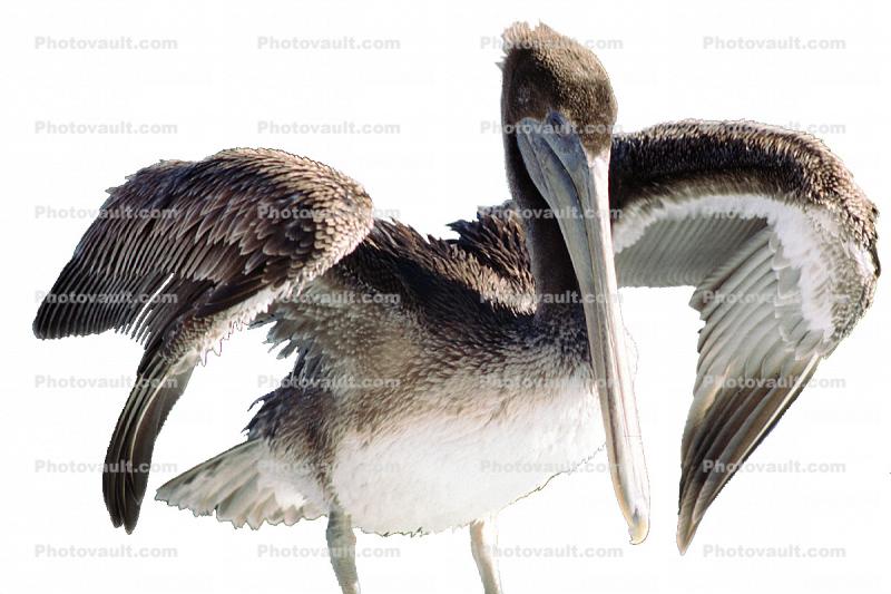 Pelican photo-object, object, cut-out, cutout