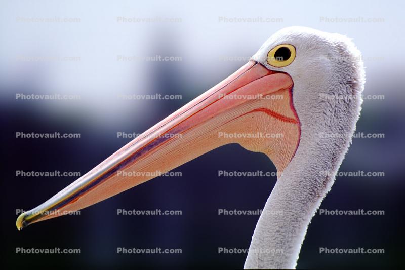 Pelican Eyes