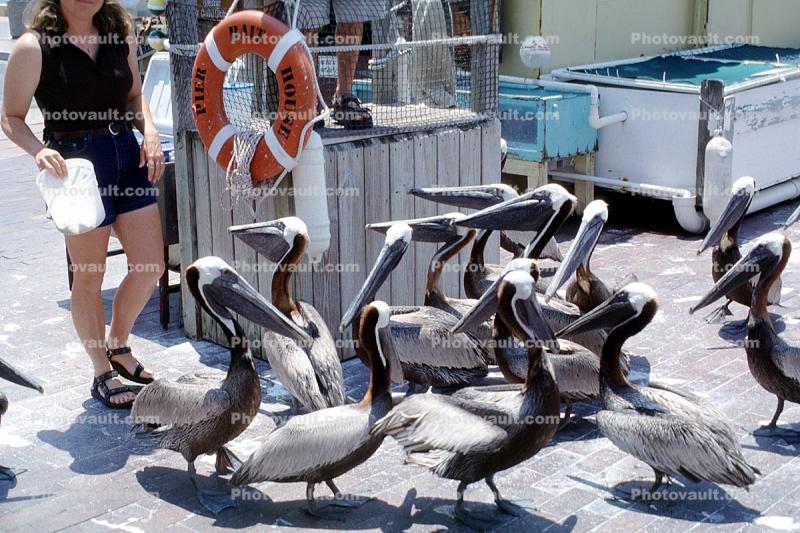 Pelicans on he pier, Saint Petersburg, Pelicans