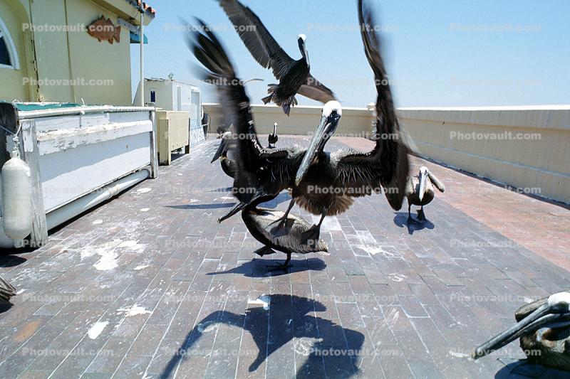 Pier, feeding Pelicans, Saint Petersburg