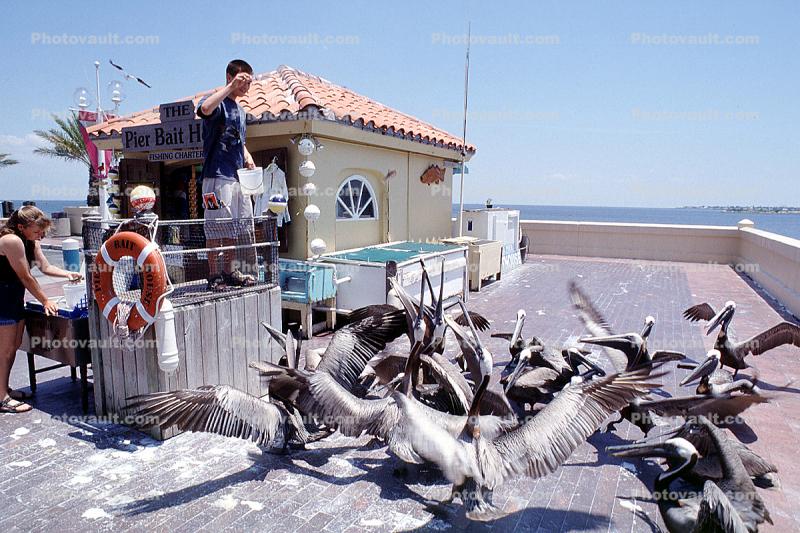Pier, shack, feeding Pelicans, Saint Petersburg