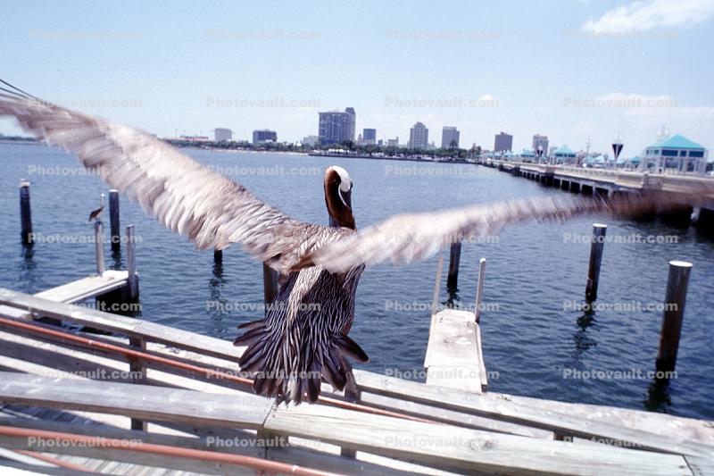 Saint Petersburg, Pelicans