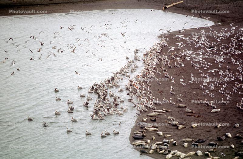Pelicans, Harbor Seals, Russian River Mouth, Pacific Ocean, Sonoma County