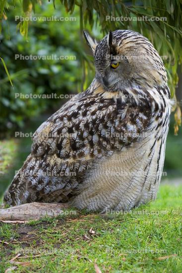 Eurasian Eagle Owl, (Bubo bubo), Strigidae