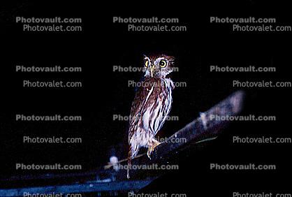 Ferruginous Pygmy Owl, (Glaucidium brasilianum)