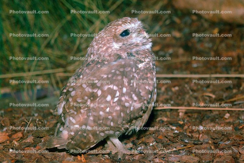 Spotted Owl, (Strix occidentalis)