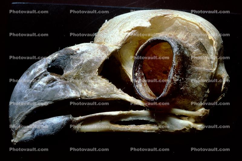Great Horned Owl skull, (Bubo virginianus), Strigidae