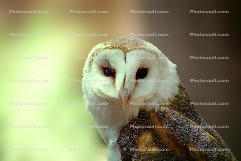 Barn Owl, Barnyard Owl