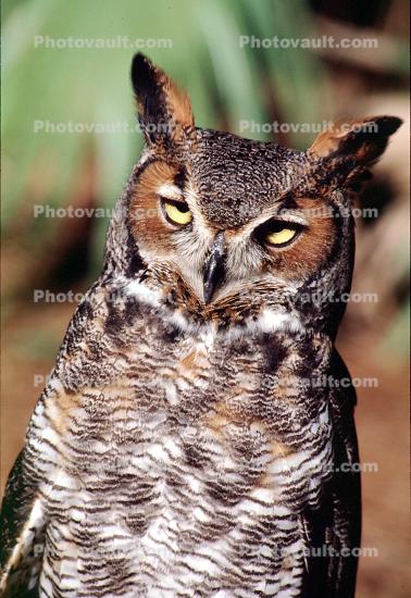 Great Horned Owl, (Bubo virginianus), Strigidae, Strigiformes