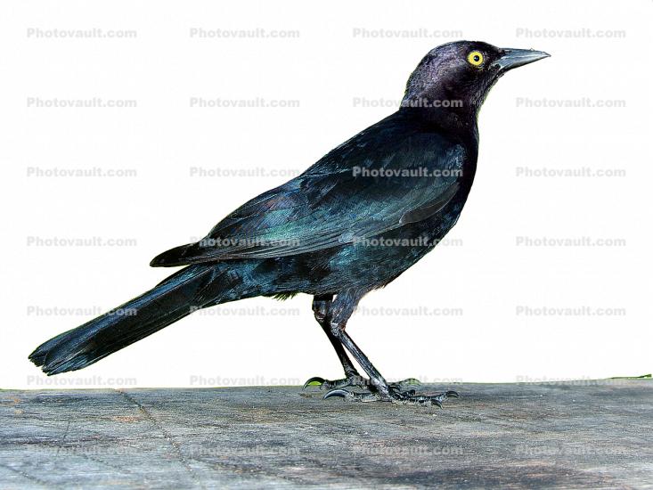 Blackbird, crow, photo-object, object, cut-out, cutout