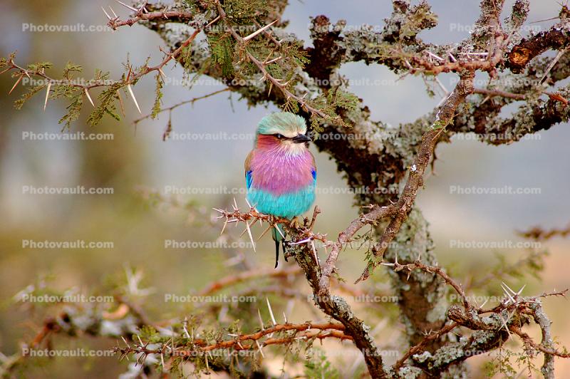 Lilac-breasted Roller, (Coracias caudatus), Coraciiformes, Coraciidae, red throat, blue body, Africa, African wildlife