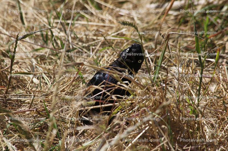 Raven Stares, Blackbird, Guerneville, Sonoma County, California, Wildlife