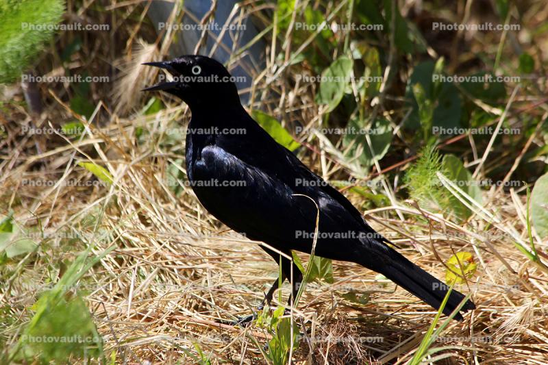 Blackbird, Wildlife, Guerneville, Sonoma County, California