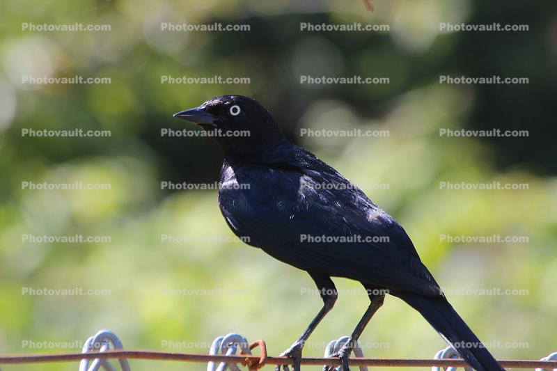Blackbird, Guerneville, Sonoma County, California, Wildlife
