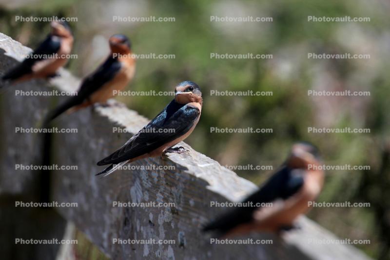 Newly Born Barn Swallows out on their first flight