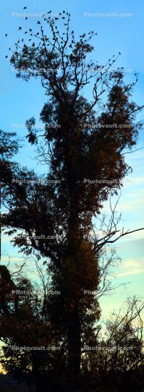 Blackbirds at the top of the tree, Laguna de Santa Rosa, Sonoma County California