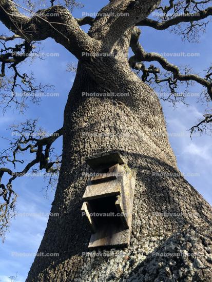 Bird Cage in an Oak Tree
