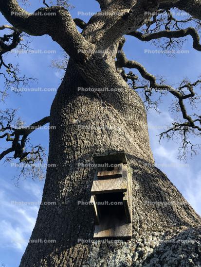 Bird Cage in an Oak Tree