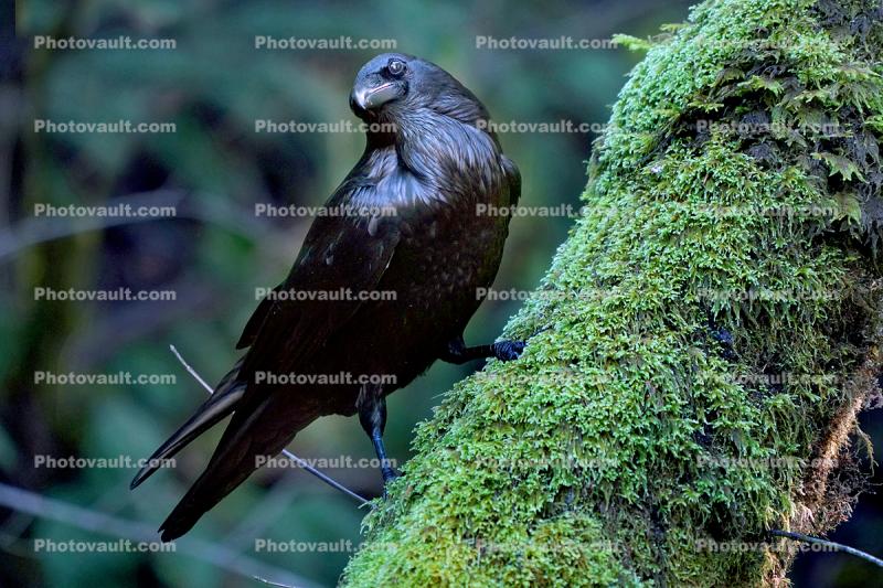 Raven, Blackbird