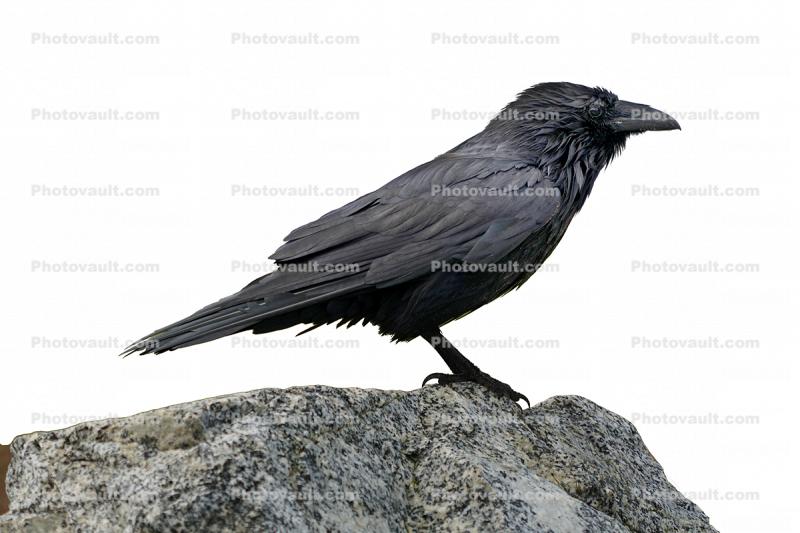 Raven Photo-object, cut-out