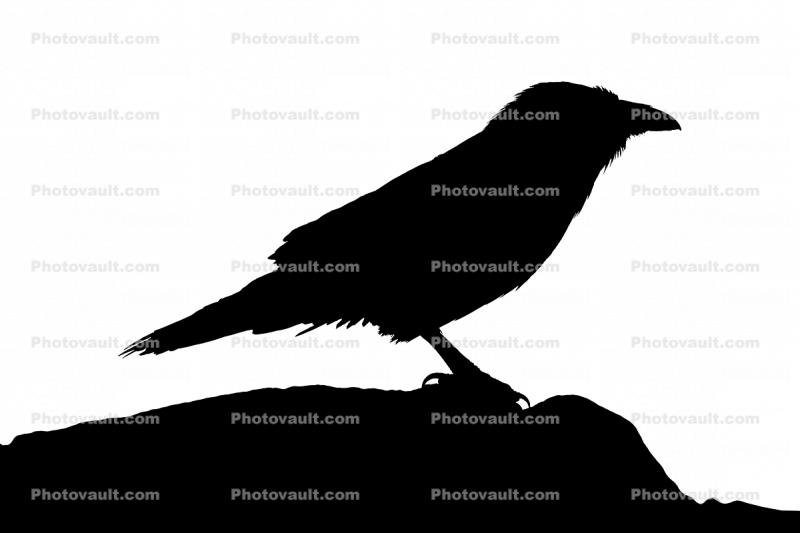 Raven silhouette, shape, logo