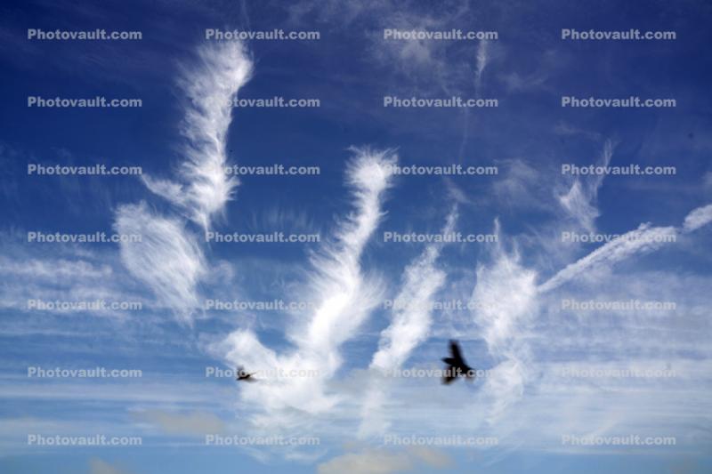 Barn Swallows, Clouds