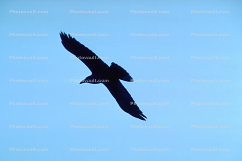 Blackbird in Flight