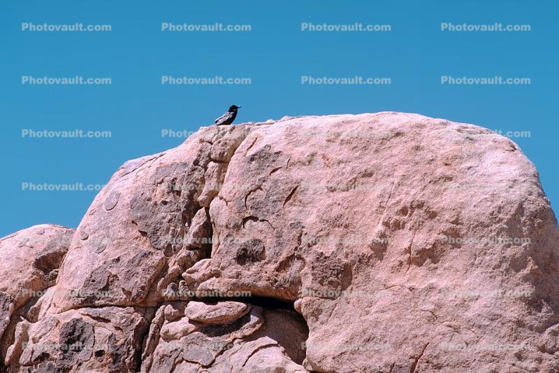 Blackbird on a rock