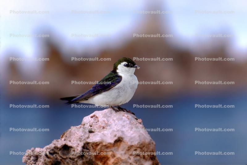 Violet Green Swallow on a Tufa Formation, (Tachycineta thalassina), Songbird