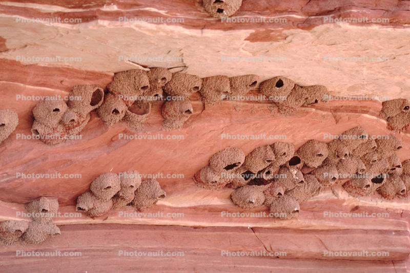 Swallow Nests, Canyonlands National Park, Utah
