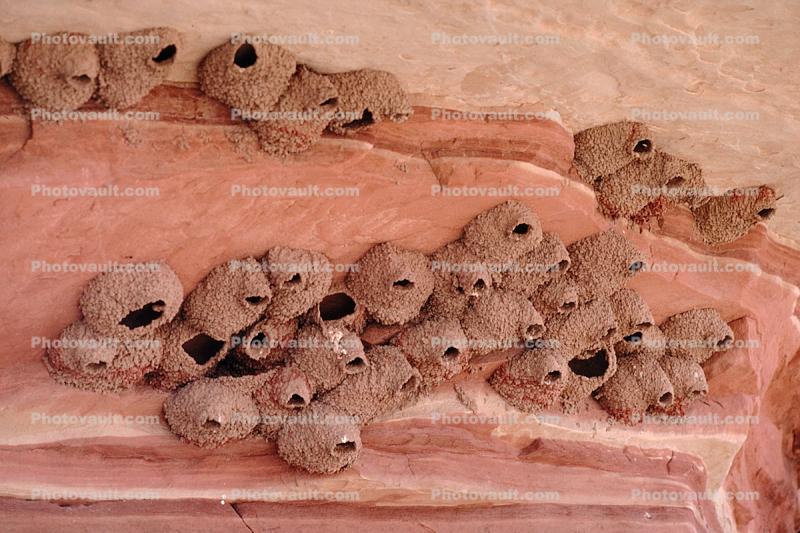 Swallow Nests, Canyonlands National Park, Utah