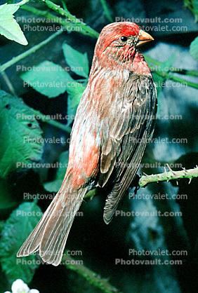 House Finch (Carpodacus mexicanus), [Fringillidae]