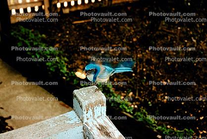 Blue Jay with Peanut in Beak