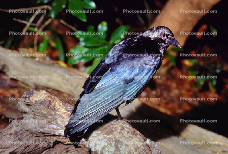 Raven Perched, Blackbird