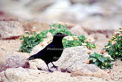 Crow, Carmel California, Blackbird